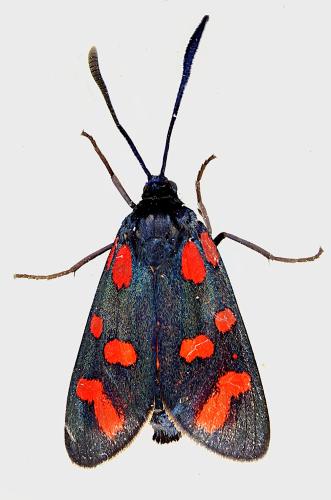 Réf. 345 423 : Zygaena transalpina